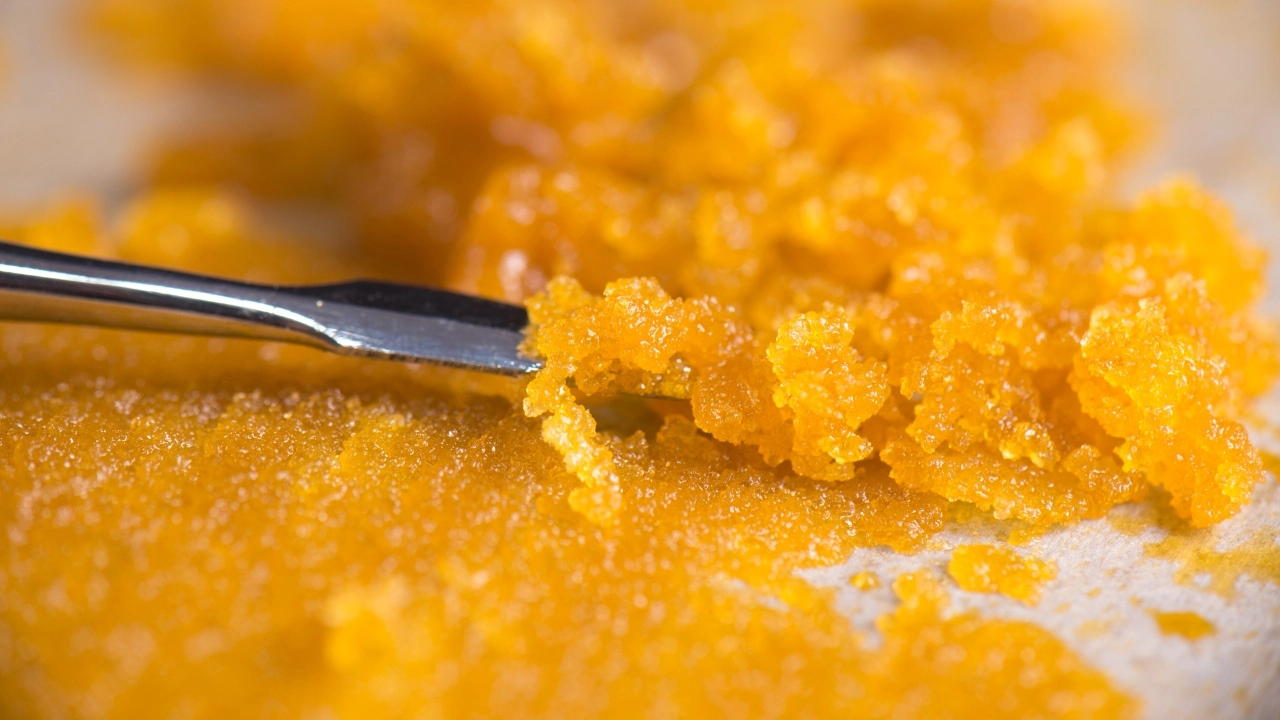 Image of cannabis concentrate being examined with a dabbing tool