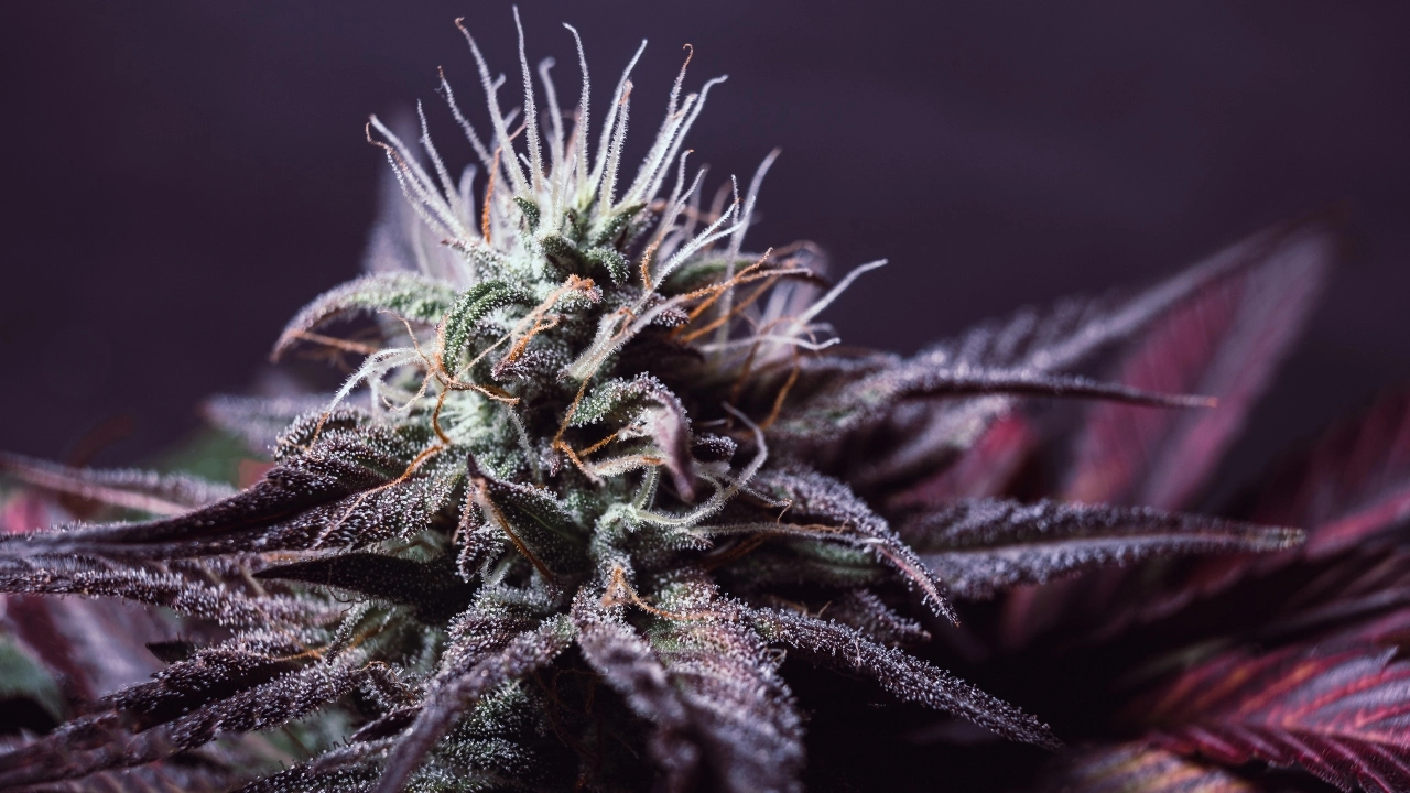 Image of a flowering cannabis plant