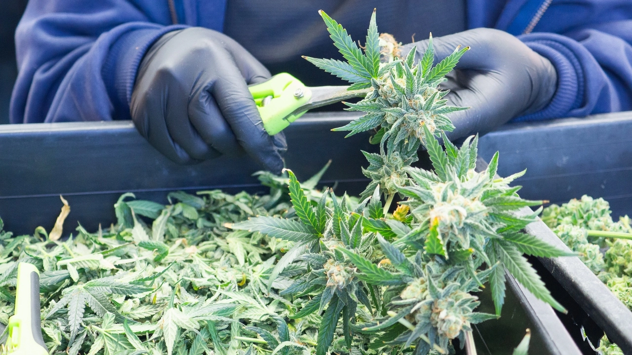 Image of a globed employee hand-trimming cannabis