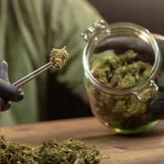 Image of an employee using tweezers to pull cannabis buds out of a jar