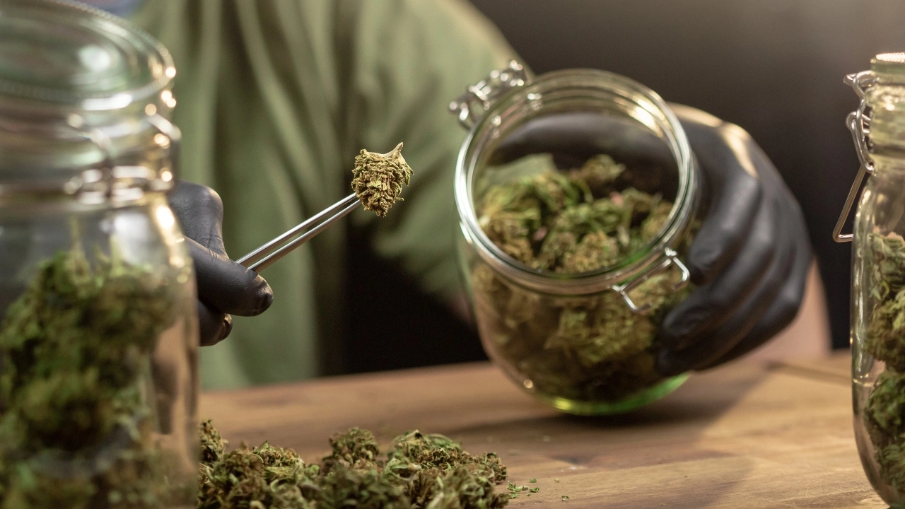 Image of an employee using tweezers to pull cannabis buds out of a jar