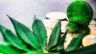 Image of cannabis leaves in front of gold cryptocurrency