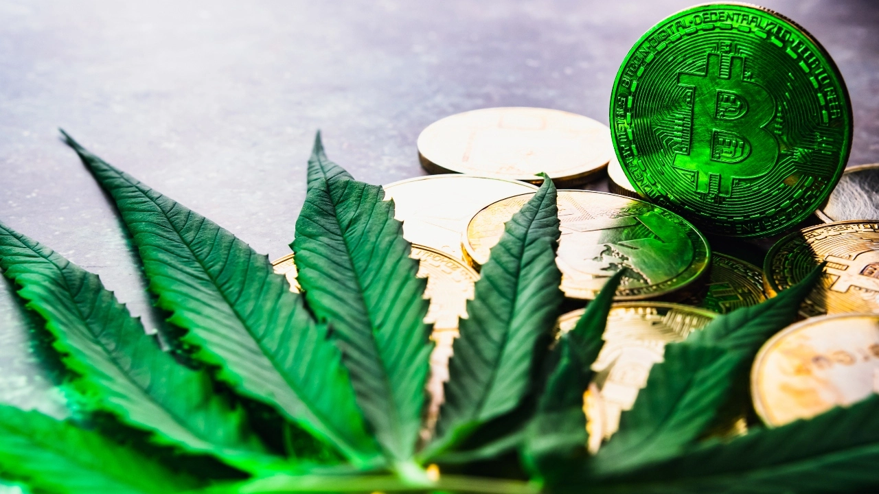 Image of cannabis leaves in front of gold cryptocurrency