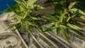 If I were starting a cannabis company in 2025: Lessons from 11 years in the industry