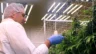 Delaware Gov. Matt Meyer examines marijuana plants in First State Compassion's flower room two days ahead of Delaware's statewide opening of recreational marijuana sales.