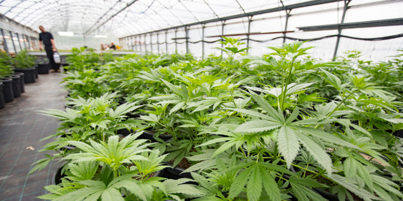 security fences, The Ins and Outs of Security Fences for Cannabis Facilities