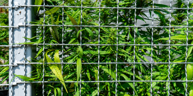security fences, The Ins and Outs of Security Fences for Cannabis Facilities
