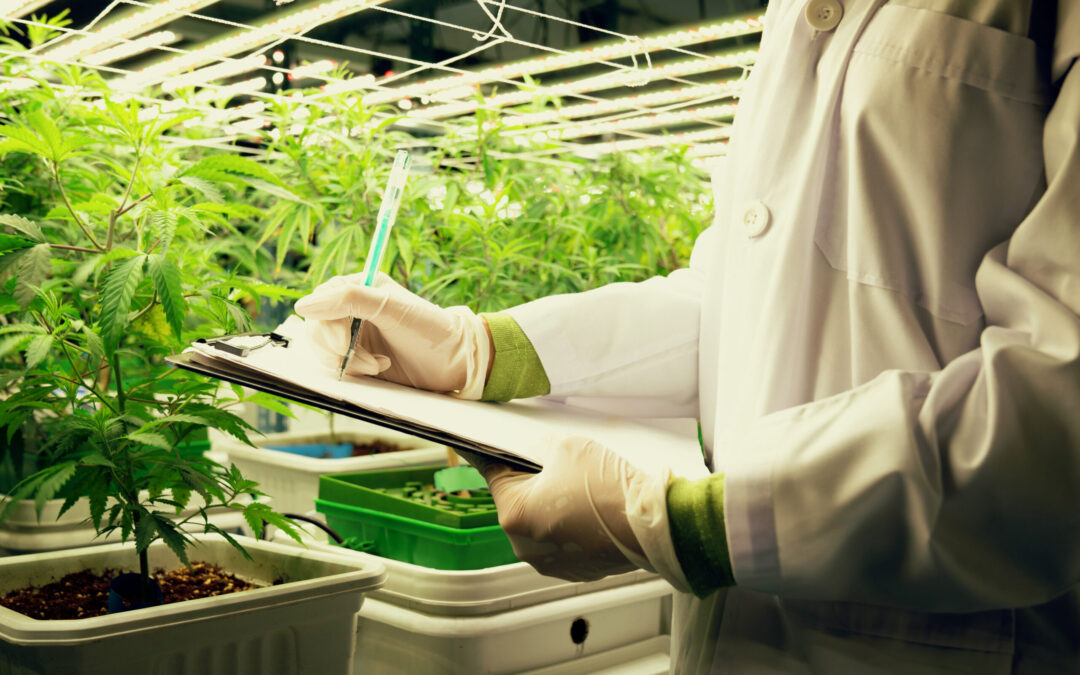 Michigan’s top cannabis regulator elected president of CANNRA