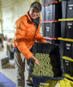 cannabis genetics, Blue Dream’s revenge: Why the market needs old-school cannabis genetics