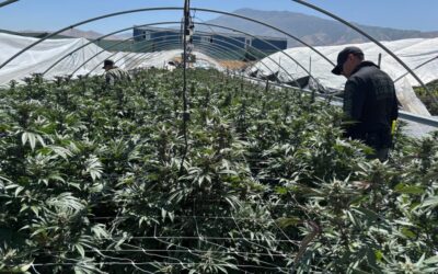California reports record illicit cannabis seizures as cultivation tax cut