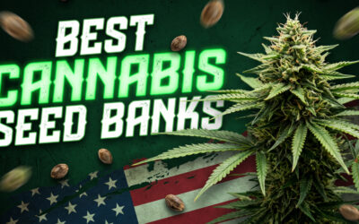 Best Cannabis Seed Banks In The USA: Top 6 Picks For 2026